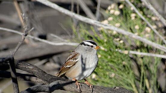 Sparrow, White-crowned