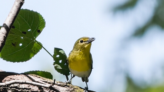 Vireo, Yellow-throated