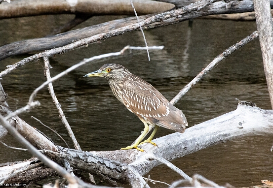 Night-Heron, Black-crowned
