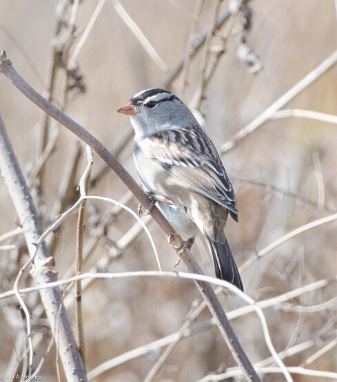 Sparrow, White-crowned