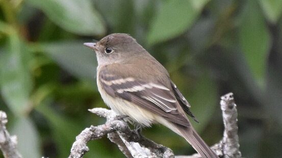 Flycatcher, Alder