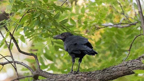 Crow, American