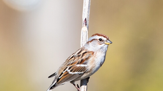 Sparrow, American Tree