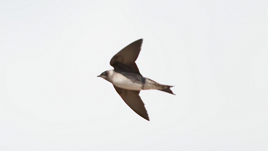 Swallow, Bank