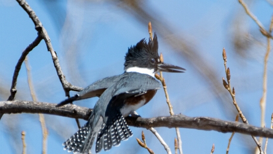 Kingfisher, Belted