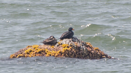 Scoter, Black