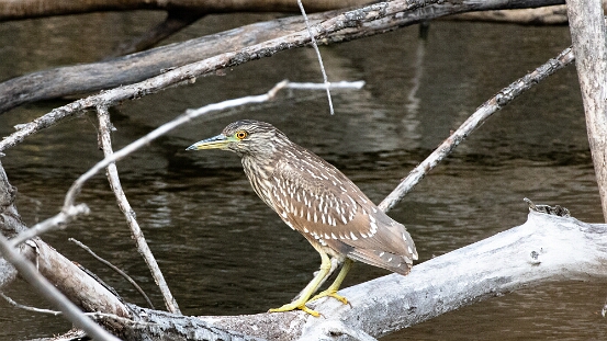 Night-Heron, Black-crowned