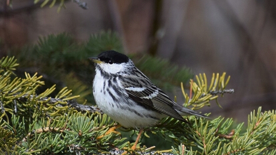 Warbler, Blackpoll