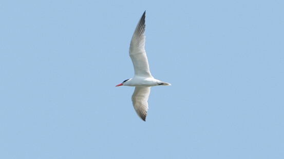 Tern, Caspian