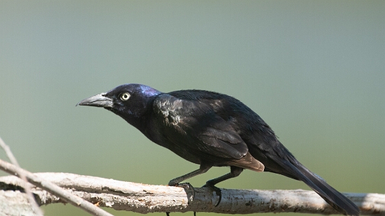Grackle, Common