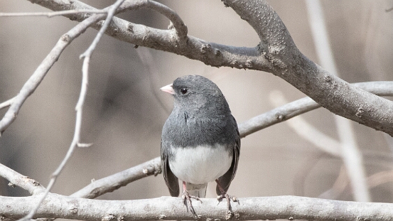 Junco, Dark-eyed