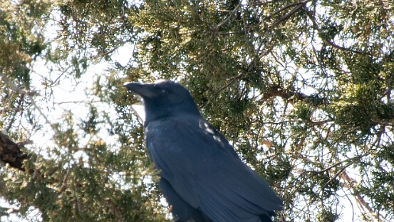 Crow, Fish