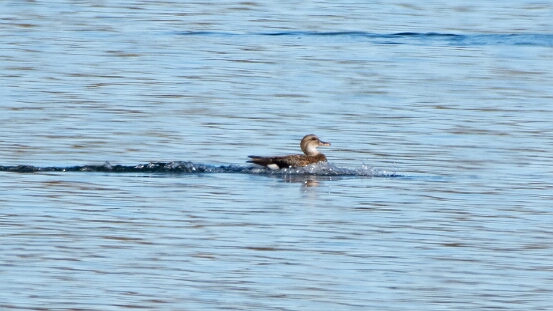 Gadwall,