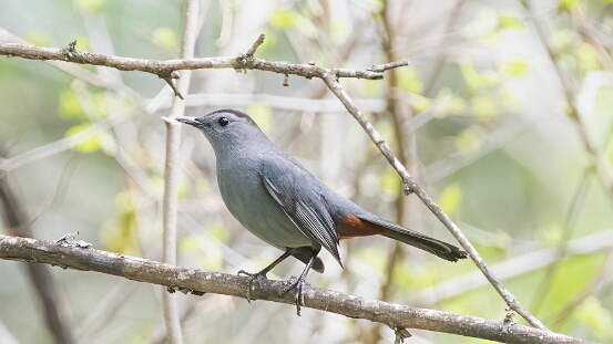 Catbird, Gray