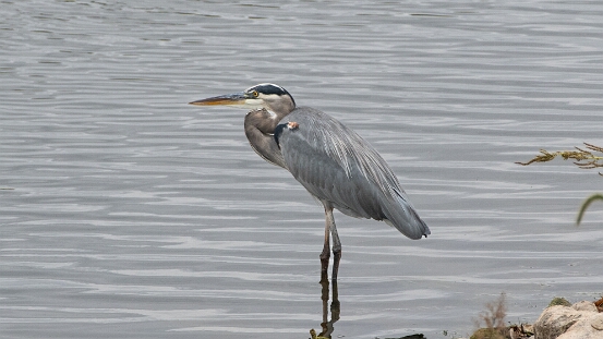 Heron, Great Blue