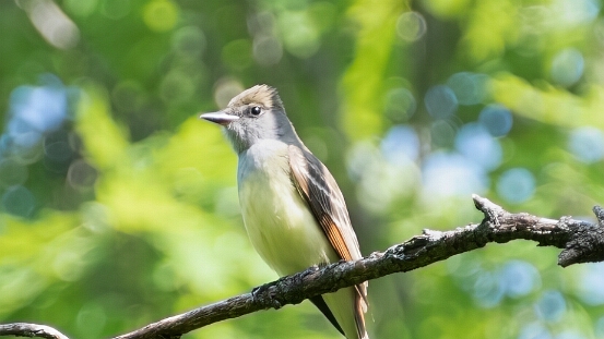 Flycatcher, Great Crested