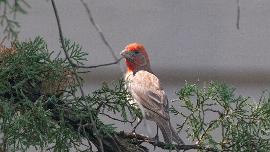 Finch, House