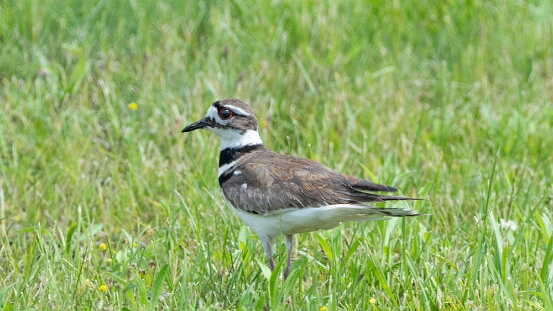 Killdeer,