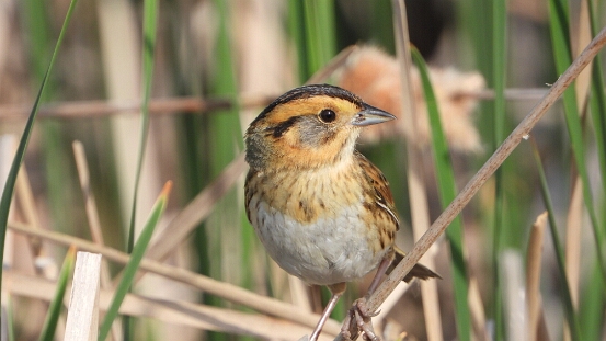 Nelson's Sparrow