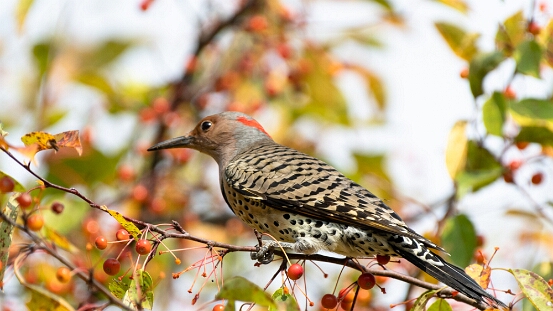 Flicker, Northern