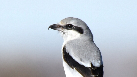Shrike, Northern