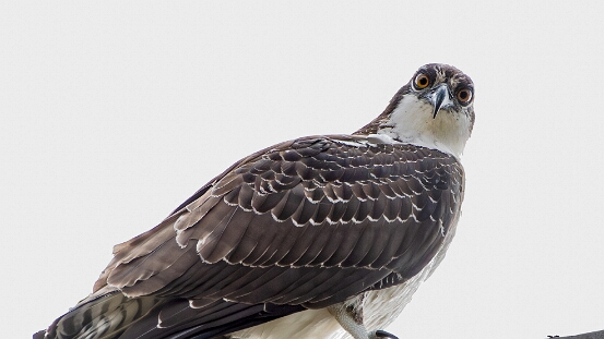 Osprey,