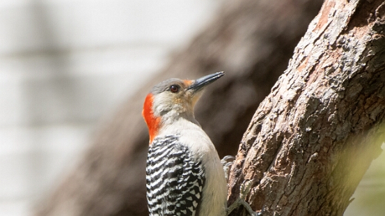 Woodpecker, Red-bellied