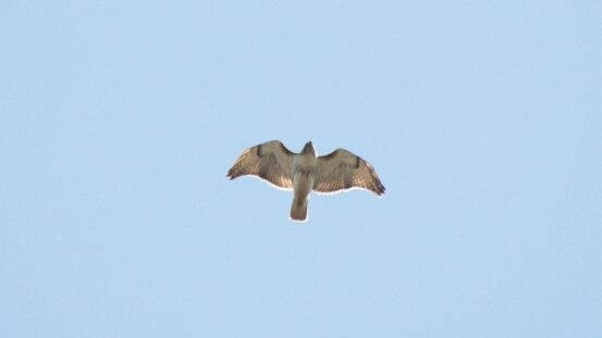 Hawk, Red-tailed