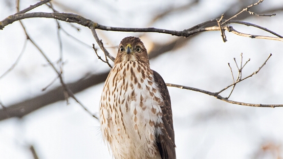 Hawk, Sharp-shinned