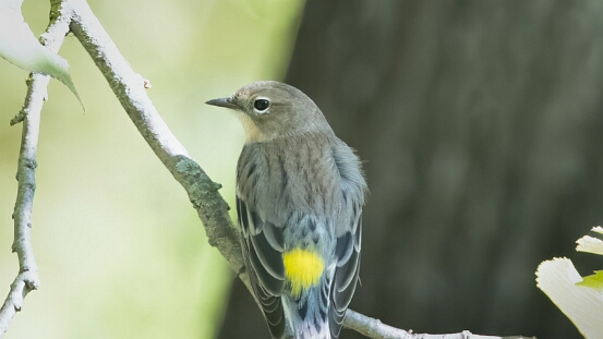 Warbler, Yellow-rumped
