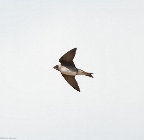 Swallow, Bank