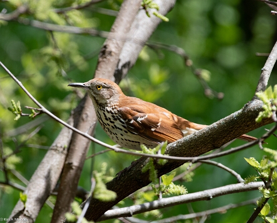 Thrasher, Brown
