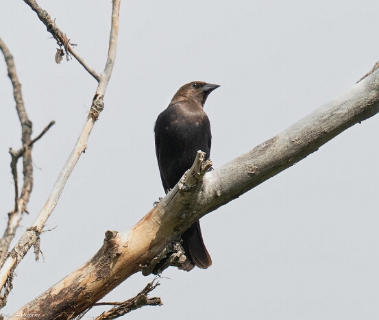 Cowbird, Brown-headed