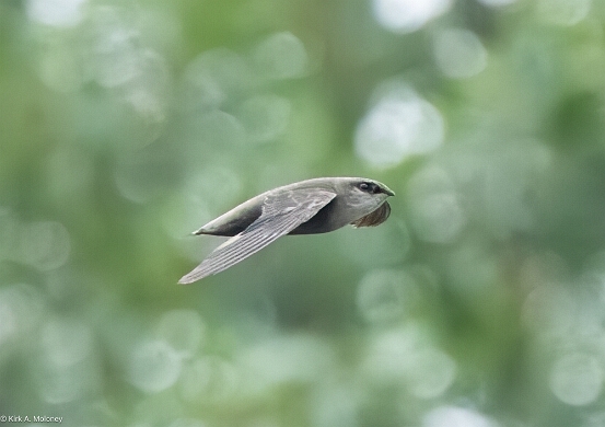 Species Patterns