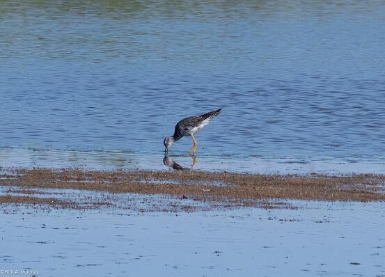 Yellowlegs, Greater
