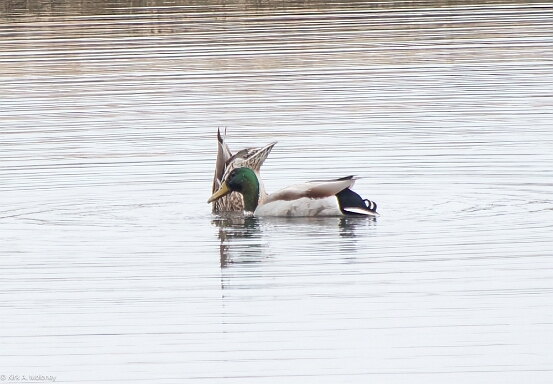 Mallard