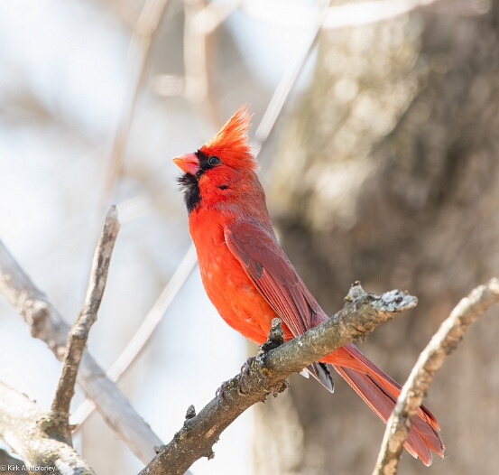 Cardinal, Northern
