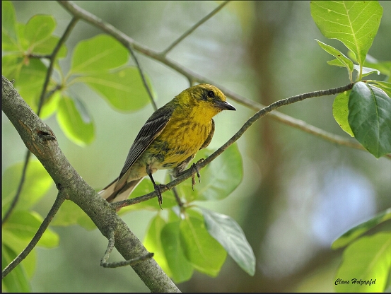 Warbler, Pine