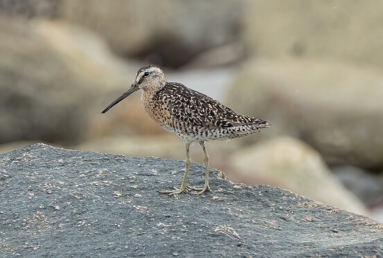 Dowitcher, Short-billed