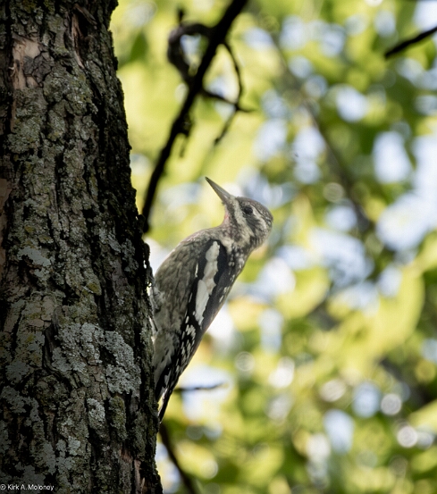 Sapsucker, Yellow-bellied