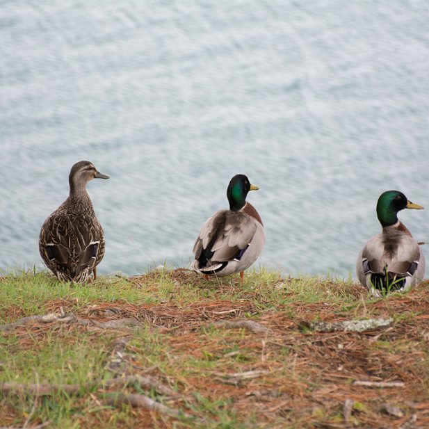 Mallard