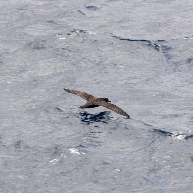 FleshFootedShearwater