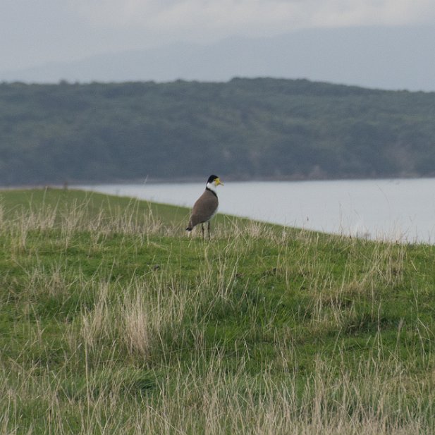 4-PloversLapwings