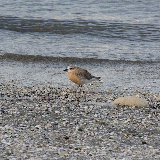 NZDotterel