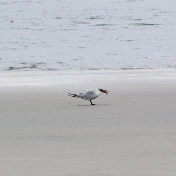 2-Terns