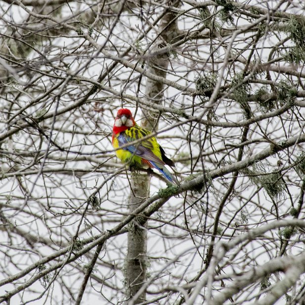 EasternRosella