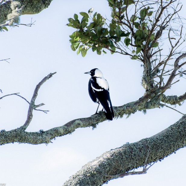 2 -Currawongs-Magpie