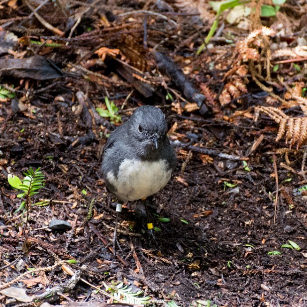 6 -AustralasianRobins