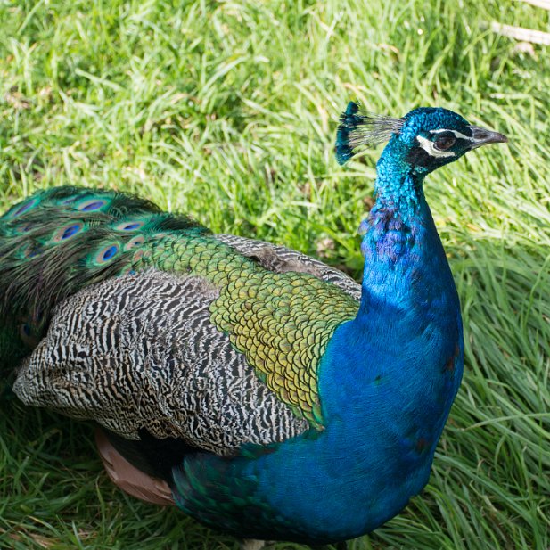 IndianPeafowl