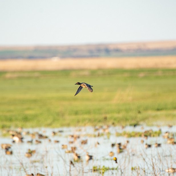 Green-winged Teal